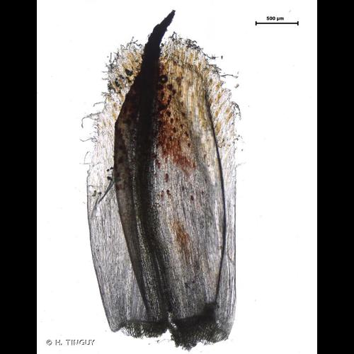 <i>Schoenoplectus tabernaemontani</i> (C.C.Gmel.) Palla, 1888 &copy; H. TINGUY