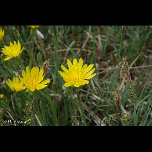 <i>Scorzonera humilis</i> L., 1753 &copy; M. Mistarz