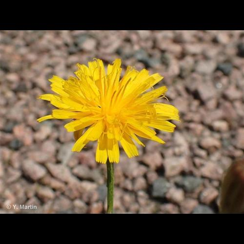<i>Scorzoneroides autumnalis</i> (L.) Moench, 1794 &copy; 