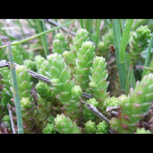 <i>Sedum acre</i> L., 1753 &copy; 