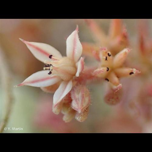 <i>Sedum rubens</i> L., 1753 &copy; 