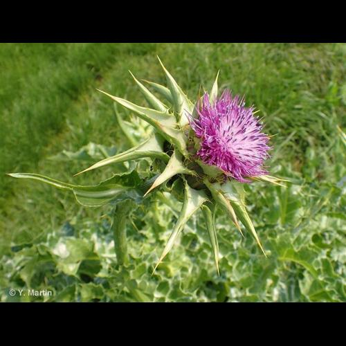 <i>Silybum marianum</i> (L.) Gaertn., 1791 &copy; 
