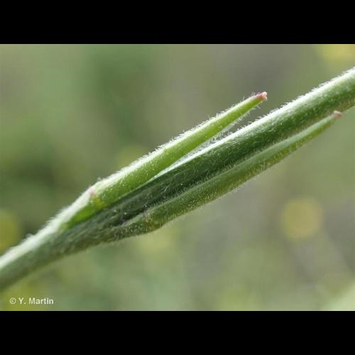 <i>Sisymbrium officinale</i> (L.) Scop., 1772 &copy; 