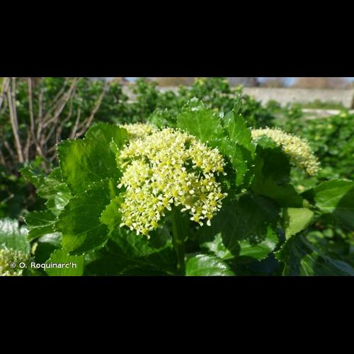 <i>Smyrnium olusatrum</i> L., 1753 &copy; O. Roquinarc'h