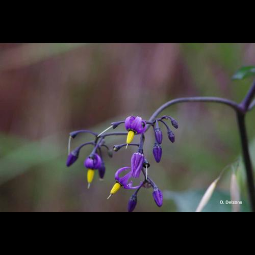 <i>Solanum dulcamara</i> L., 1753 &copy; O. Delzons