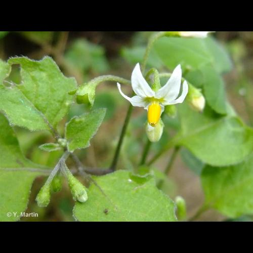 <i>Solanum nigrum</i> L., 1753 &copy; 