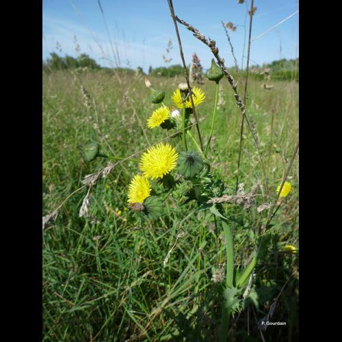 <i>Sonchus asper</i> (L.) Hill, 1769 &copy; P. Gourdain