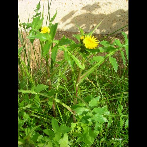 <i>Sonchus oleraceus</i> L., 1753 &copy; P. Gourdain