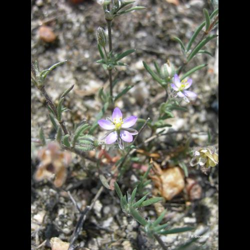 <i>Spergularia rubra</i> (L.) J.Presl & C.Presl, 1819 &copy; P. Gourdain