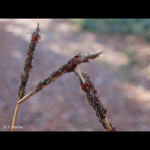 <i>Sporobolus indicus</i> (L.) R.Br., 1810 &copy; 