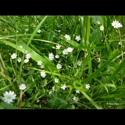 <i>Stellaria graminea</i> L., 1753 &copy; P. Gourdain