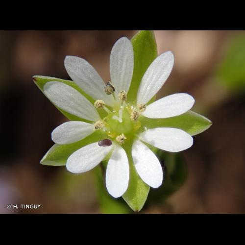 <i>Stellaria media</i> (L.) Vill., 1789 &copy; H. TINGUY