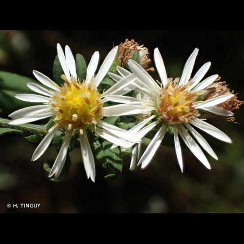 <i>Symphyotrichum lanceolatum</i> (Willd.) G.L.Nesom, 1995 &copy; H. TINGUY