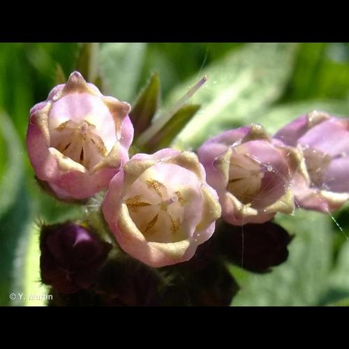 <i>Symphytum officinale</i> L., 1753 &copy; 