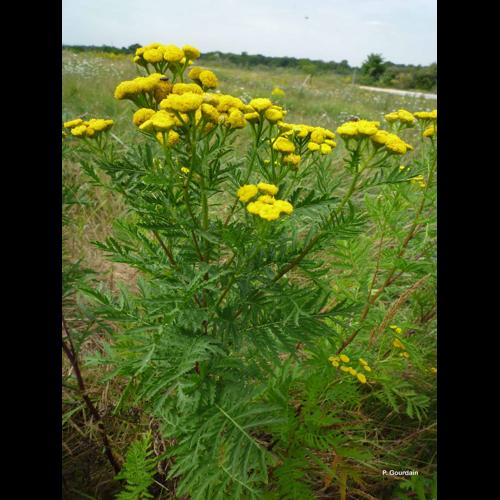 <i>Tanacetum vulgare</i> L., 1753 &copy; P. Gourdain