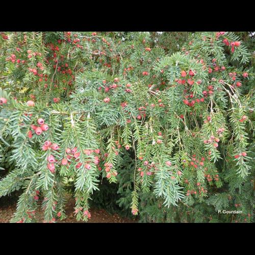 <i>Taxus baccata</i> L., 1753 &copy; P. Gourdain
