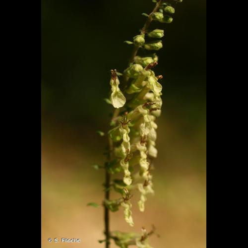 <i>Teucrium scorodonia</i> L., 1753 &copy; S. Filoche