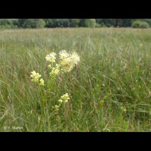 <i>Thalictrum flavum</i> L., 1753 &copy; 