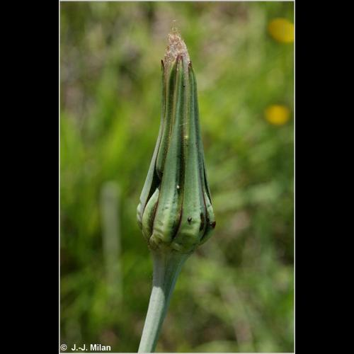 <i>Tragopogon pratensis</i> L., 1753 &copy; 