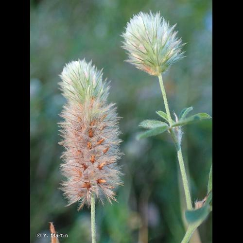 <i>Trifolium arvense</i> L., 1753 &copy; Y. Martin