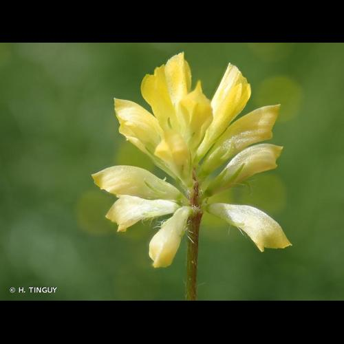 <i>Trifolium dubium</i> Sibth., 1794 &copy; H. TINGUY