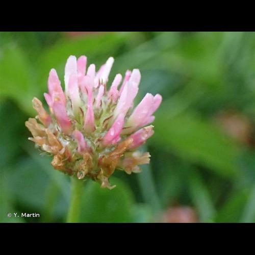 <i>Trifolium fragiferum</i> L., 1753 &copy; Y. Martin