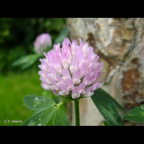 <i>Trifolium pratense</i> L., 1753 &copy; Y. Martin