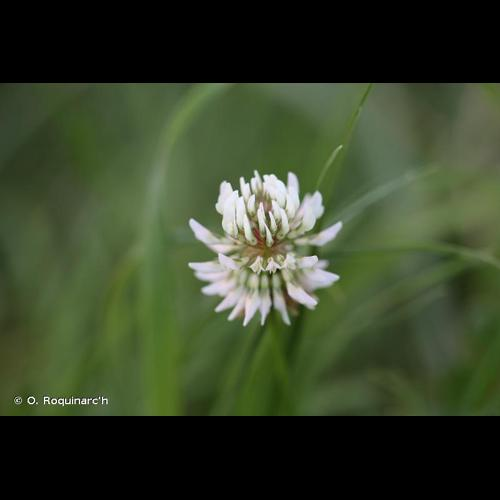 <i>Trifolium repens</i> L., 1753 &copy; O. Roquinarc'h
