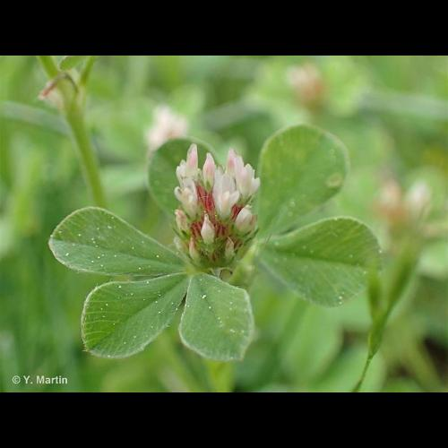 <i>Trifolium striatum</i> L., 1753 &copy; 