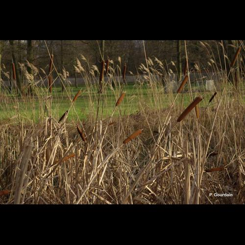<i>Typha latifolia</i> L., 1753 &copy; P. Gourdain