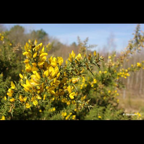 <i>Ulex europaeus</i> L., 1753 &copy; P. Gourdain