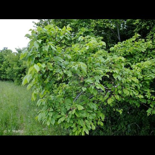 <i>Ulmus minor</i> Mill., 1768 &copy; 