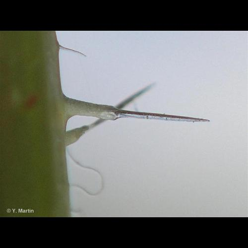 <i>Urtica dioica</i> L., 1753 &copy; 