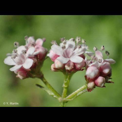 <i>Valeriana dioica</i> L., 1753 &copy; 