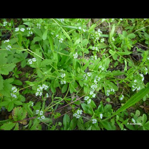 <i>Valerianella locusta</i> (L.) Laterr., 1821 &copy; P. Gourdain