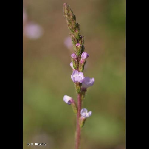 <i>Verbena officinalis</i> L., 1753 &copy; S. Filoche