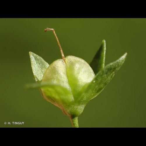 <i>Veronica anagallis-aquatica</i> L., 1753 &copy; H. TINGUY