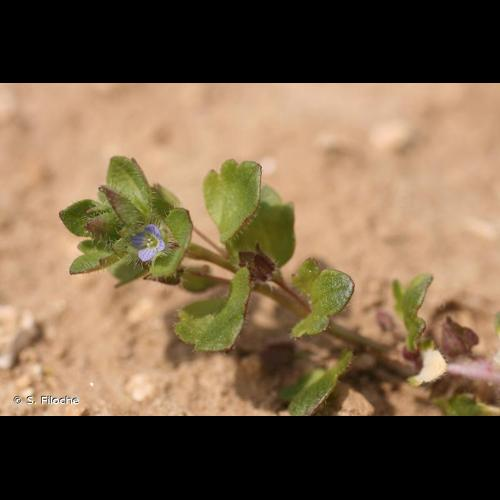 <i>Veronica hederifolia</i> L., 1753 &copy; S. Filoche