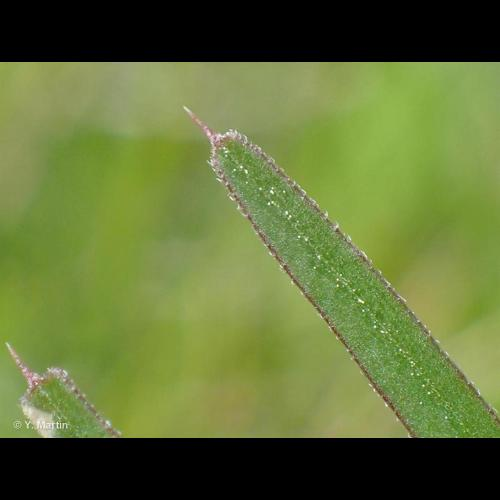 <i>Vicia angustifolia</i> L., 1759 &copy; 