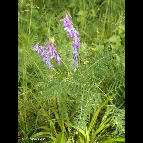 <i>Vicia cracca</i> L., 1753 &copy; P. Rouveyrol
