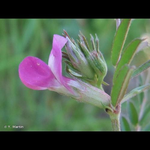 <i>Vicia sativa</i> L., 1753 &copy; Y. Martin