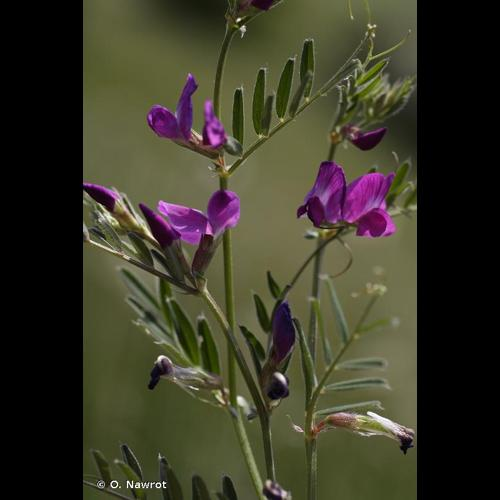 <i>Vicia segetalis</i> Thuill., 1799 &copy; O. Nawrot
