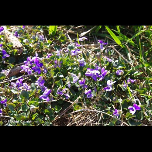 <i>Viola odorata</i> L., 1753 &copy; Michel Garnier