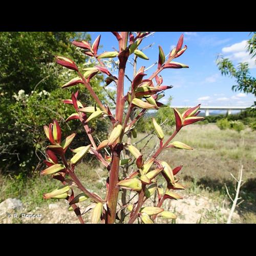 <i>Yucca gloriosa</i> L., 1753 &copy; R. Poncet