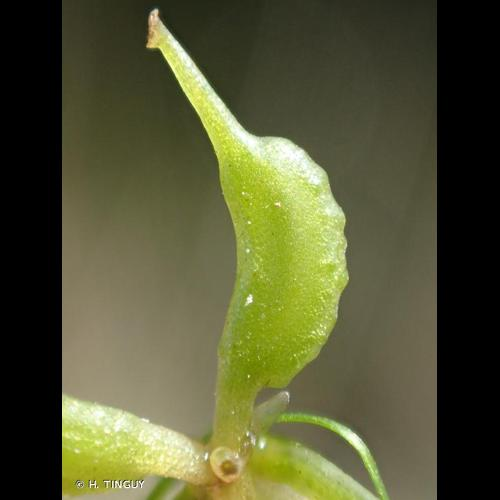 <i>Zannichellia palustris</i> L., 1753 &copy; H. TINGUY