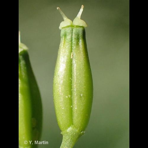<i>Anthriscus sylvestris </i>(L.) Hoffm., 1814 subsp.<i> sylvestris</i> &copy; 