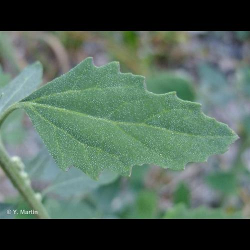<i>Chenopodium album </i>L., 1753 subsp.<i> album</i> &copy; 