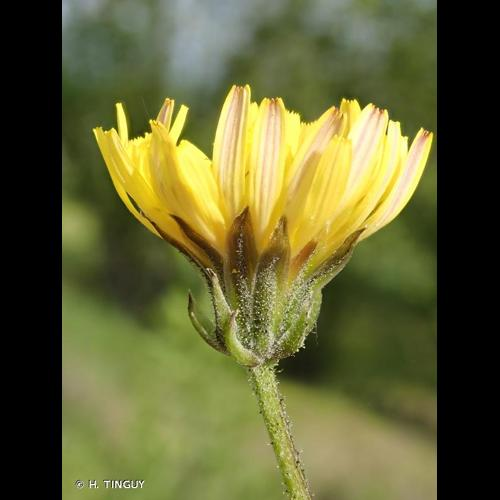 <i>Crepis vesicaria </i>subsp.<i> taraxacifolia</i> (Thuill.) Thell., 1914 &copy; H. TINGUY