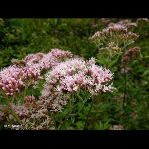 <i>Eupatorium cannabinum </i>L., 1753 subsp.<i> cannabinum</i> &copy; 