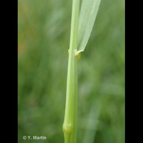 <i>Trisetum flavescens </i>(L.) P.Beauv., 1812 subsp.<i> flavescens</i> &copy; 